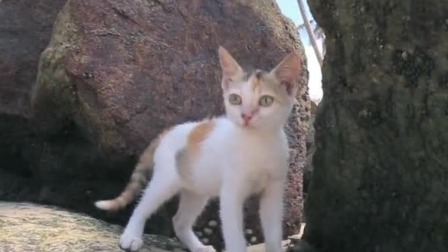 猫咪视频更新，小巷深处的猫步轻扬